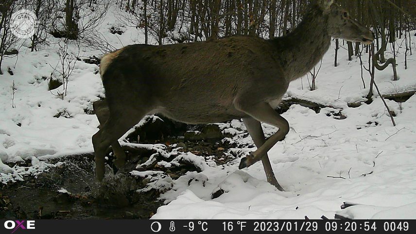 OXE Gepard II reaguje na pohyb pohotovo a rýchlo - jelenica prebiehajúca tesne popred fotopascu. Všimnite si taktiež perfektné zmrazenie pohybu.