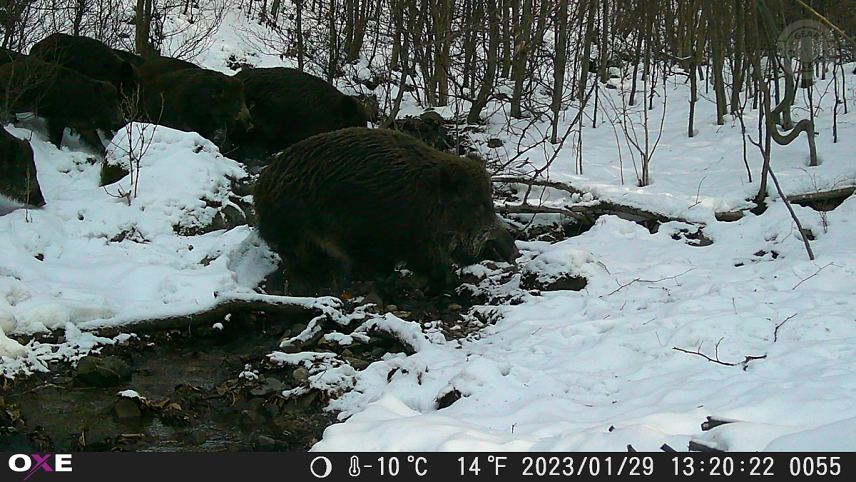 Fotopasca OXE Gepard II - denná fotka.